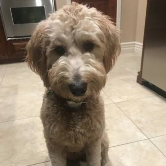 maggiedoodledog